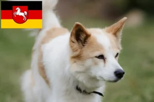 Read more about the article Norrbottenspitz hodowcy i szczenięta w Dolna Saksonia