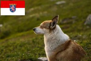 Read more about the article Hodowcy i szczenięta Lundehund norweski w Hesja