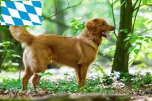 Read more about the article Nowa Szkocja Hodowcy i szczenięta Duck Tolling Retriever w Bawaria