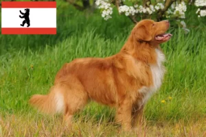 Read more about the article Nowa Szkocja hodowcy rasy Duck Tolling Retriever i szczenięta w Berlin