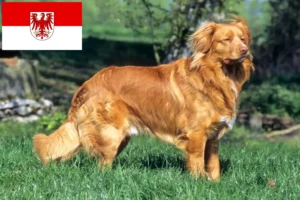 Read more about the article Nowa Szkocja Hodowcy i szczenięta Duck Tolling Retriever w Brandenburg
