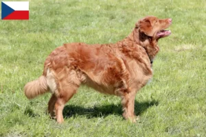 Read more about the article Hodowcy i szczenięta Nova Scotia Duck Tolling Retriever w Republika Czeska