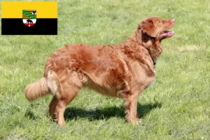 Read more about the article Nowa Szkocja Hodowcy rasy Duck Tolling Retriever i szczenięta w Saksonia-Anhalt