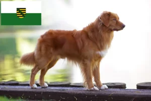 Read more about the article Nowa Szkocja Hodowcy i szczenięta Duck Tolling Retriever w Saksonia