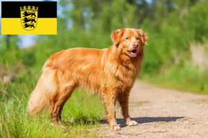 Read more about the article Nowa Szkocja Hodowcy psów rasy Duck Tolling Retriever i szczenięta w Badenia-Wirtembergia