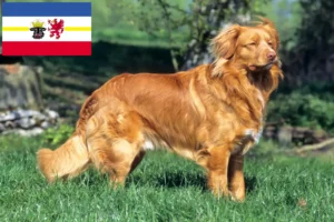Read more about the article Nowa Szkocja Hodowcy psów rasy Duck Tolling Retriever i szczenięta w Meklemburgia-Pomorze Przednie