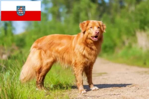 Read more about the article Nowa Szkocja Hodowcy psów rasy Duck Tolling Retriever i szczenięta w Turyngia