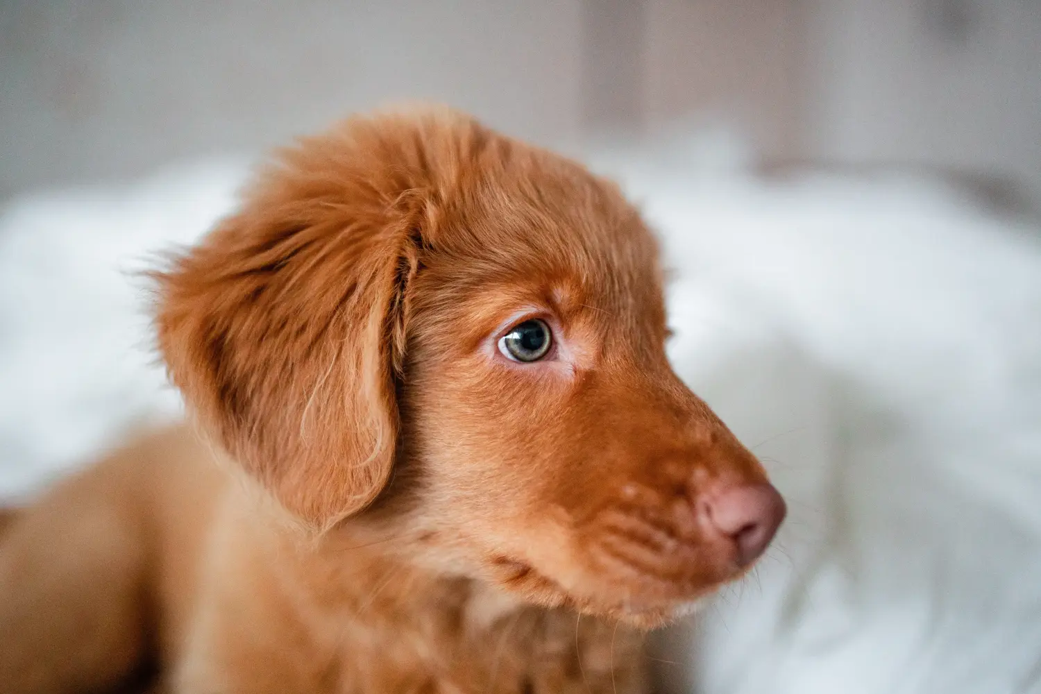 Kupno szczeniaka Nova Scotia Duck Tolling Retriever oznacza wzięcie odpowiedzialności! Kup szczenięta Nova Scotia Duck Tolling Retriever.