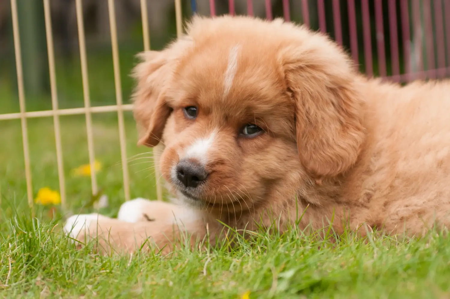 Kupno szczeniaka Nova Scotia Duck Tolling Retriever oznacza wzięcie odpowiedzialności! Kup szczenięta Nova Scotia Duck Tolling Retriever.
