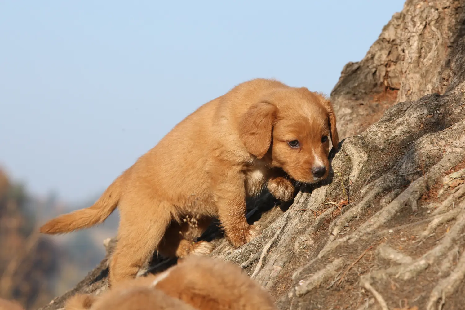 Kupno szczeniaka Nova Scotia Duck Tolling Retriever oznacza wzięcie odpowiedzialności! Kup szczenięta Nova Scotia Duck Tolling Retriever.