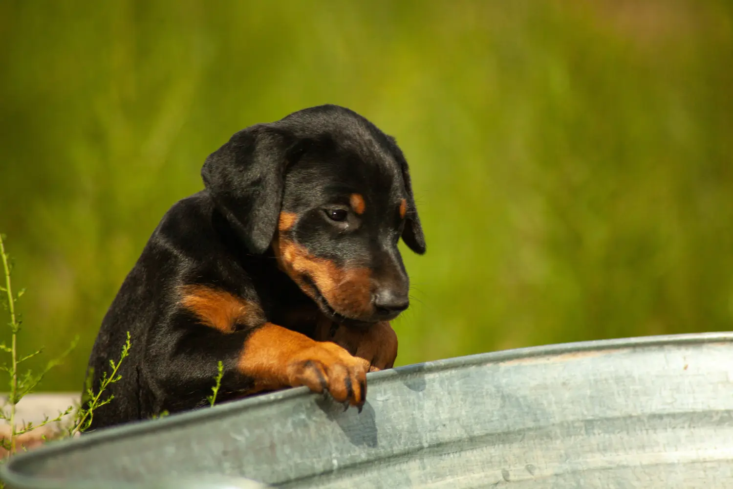 Kupno szczeniaka dobermana oznacza wzięcie na siebie odpowiedzialności! Kup szczenięta dobermana.