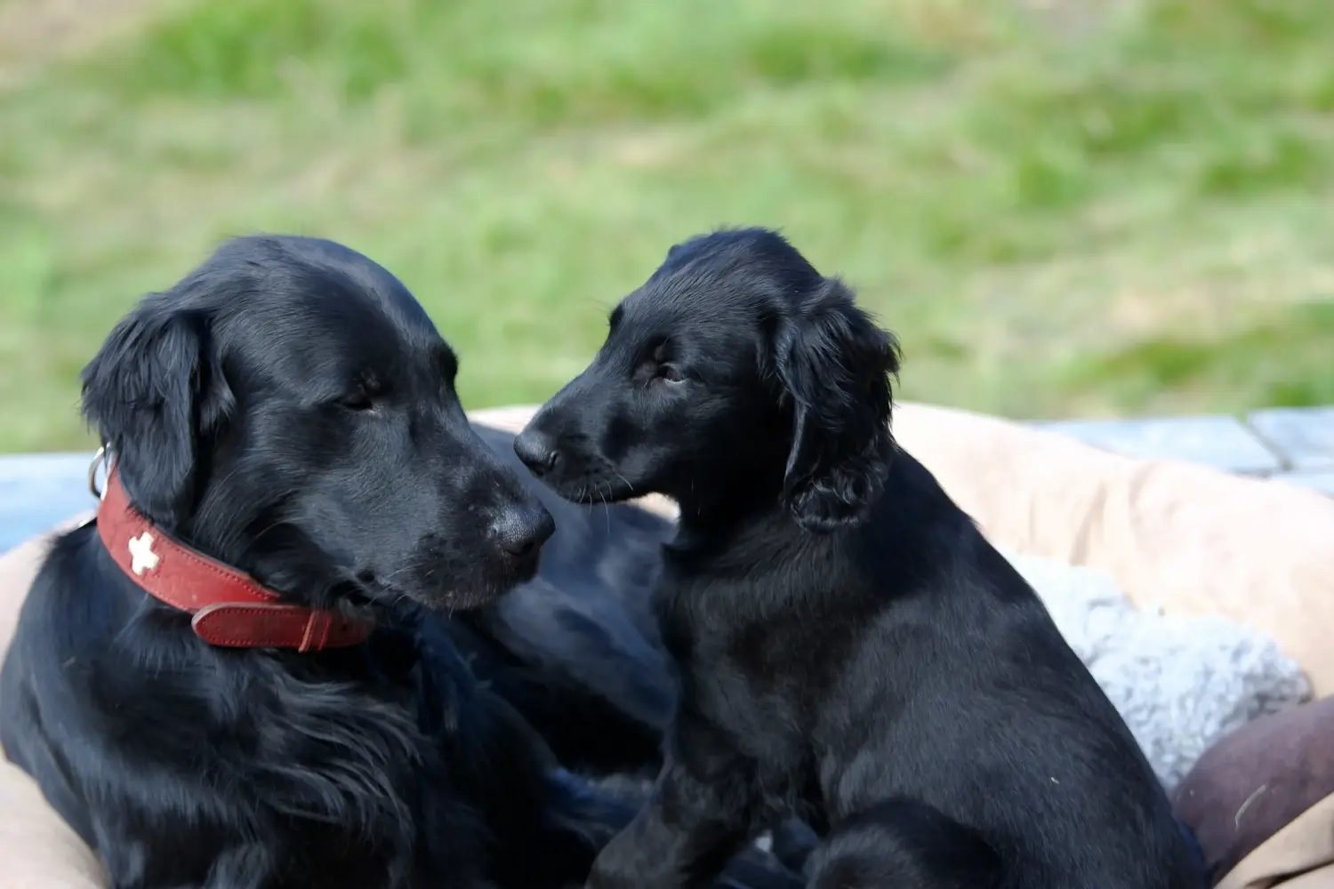 Zakup szczeniaka rasy Flat Coated Retriever oznacza wzięcie na siebie odpowiedzialności! Kup szczenięta rasy Flat Coated Retriever.
