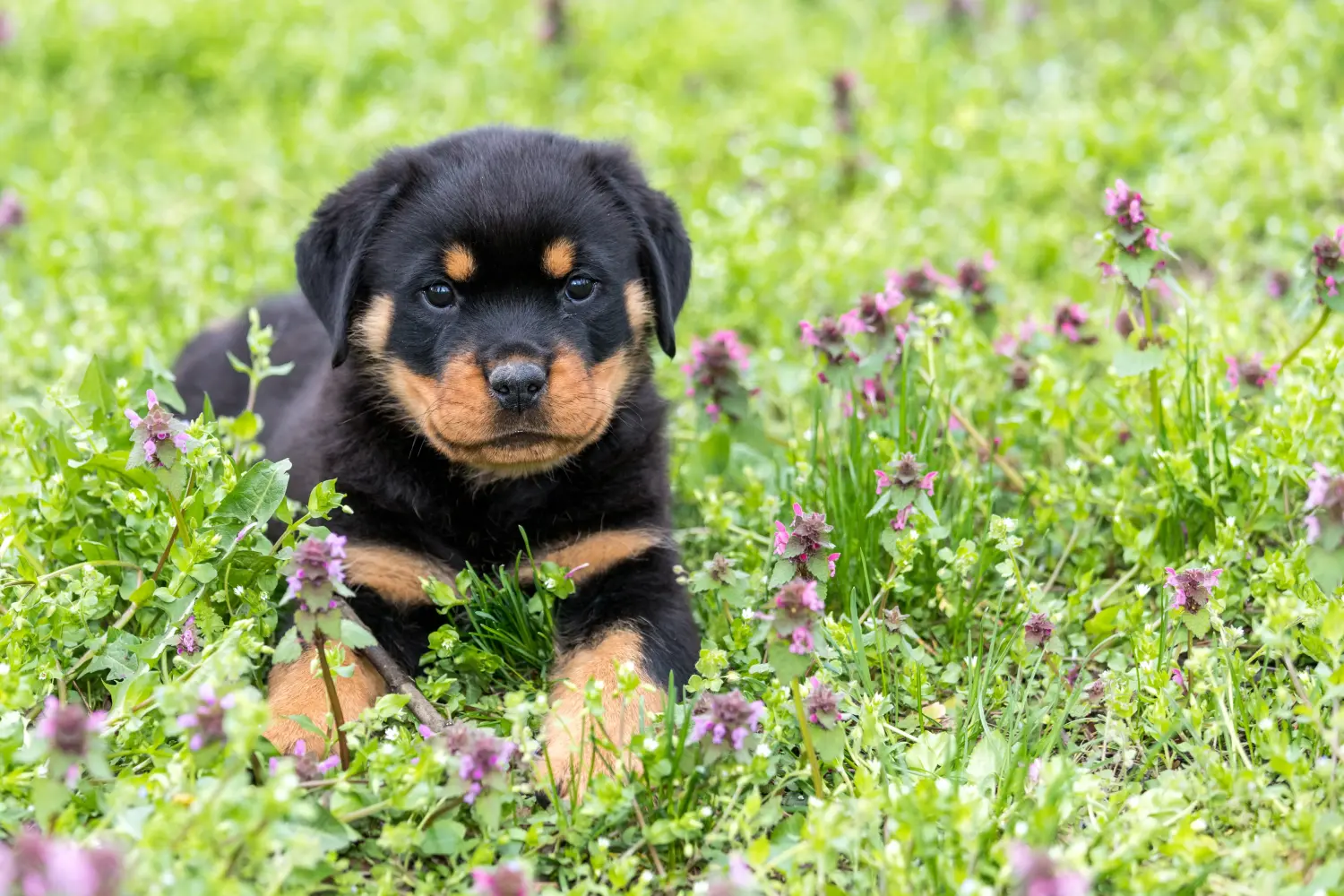 Kupno szczeniaka rottweilera oznacza wzięcie na siebie odpowiedzialności! Kup szczenięta rasy rottweiler.