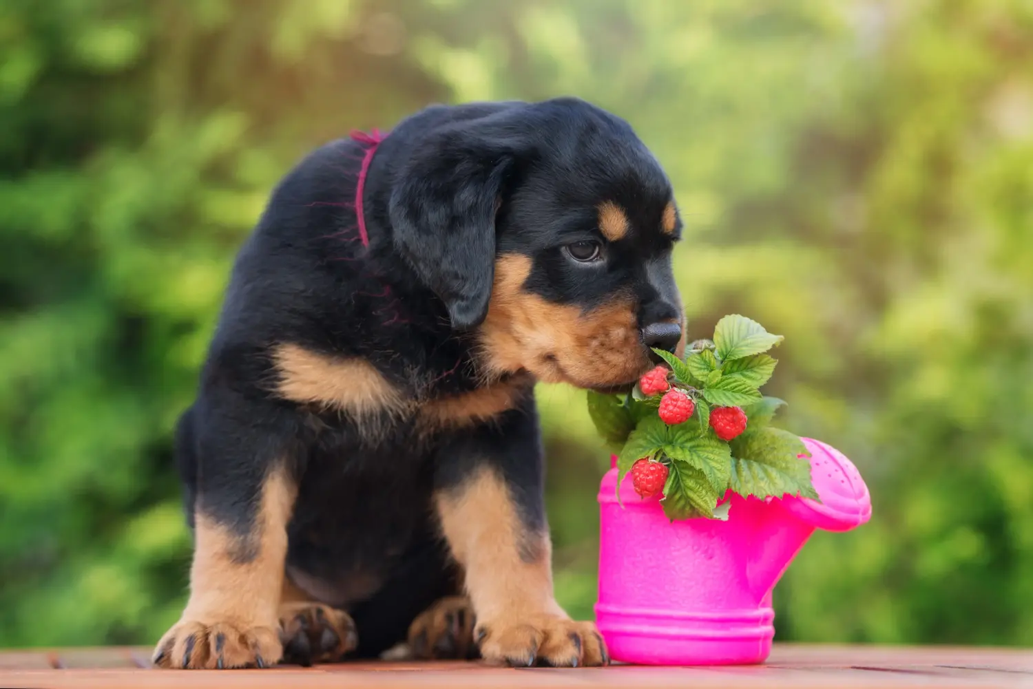 Kupno szczeniaka rottweilera oznacza wzięcie na siebie odpowiedzialności! Kup szczenięta rasy rottweiler.