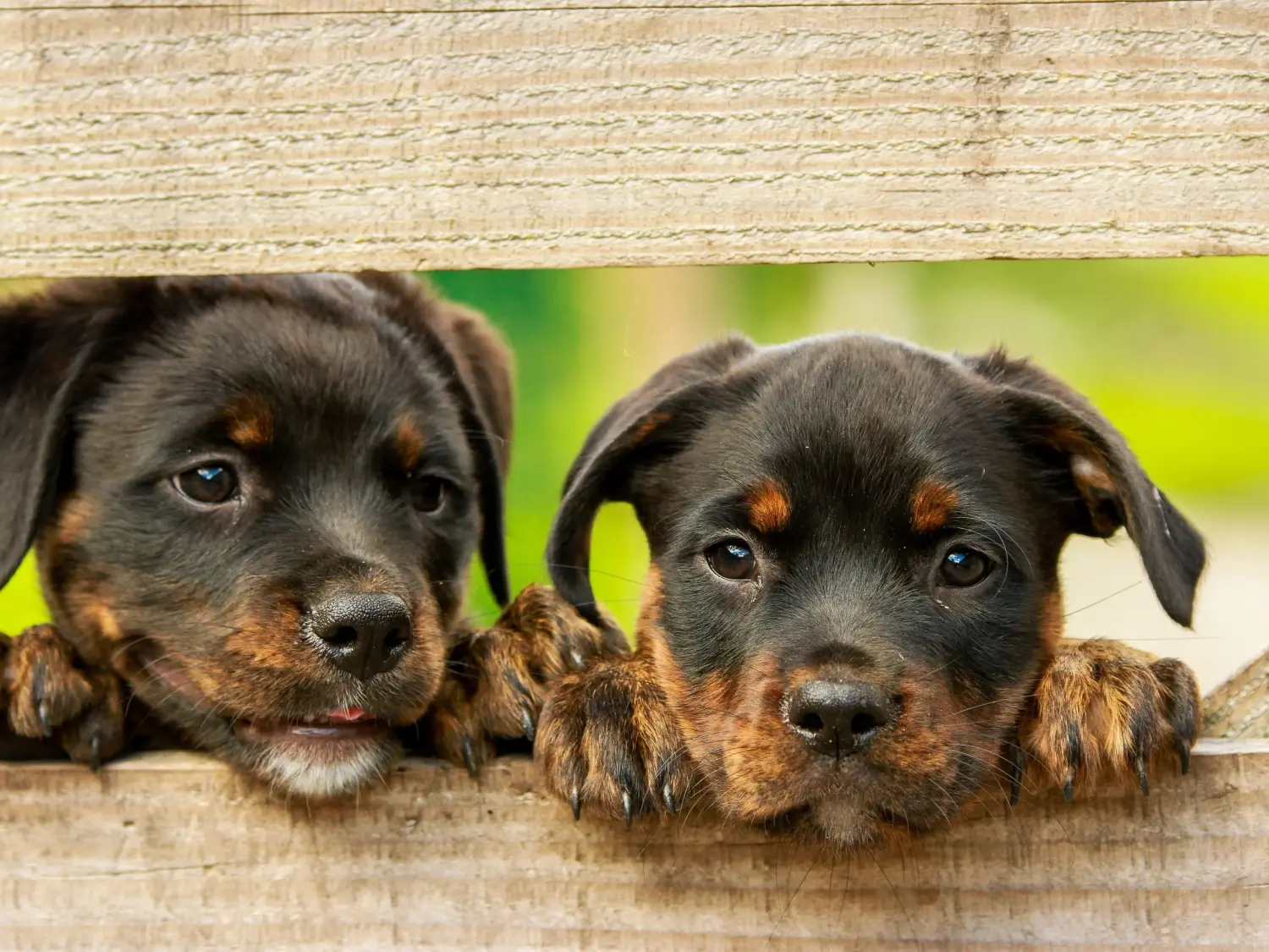 Kupno szczeniaka rottweilera oznacza wzięcie na siebie odpowiedzialności! Kup szczenięta rasy rottweiler.
