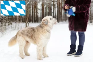 Read more about the article Owczarek południoworosyjski hodowca i szczenięta w Bawaria