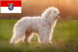 Read more about the article Owczarek południoworosyjski hodowca i szczenięta w Hesja