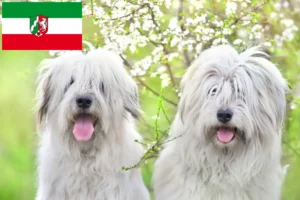 Read more about the article Owczarek południoworosyjski hodowca i szczenięta w Nadrenia Północna-Westfalia