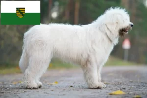 Read more about the article Owczarek południoworosyjski hodowca i szczenięta w Saksonia