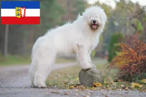 Read more about the article Owczarek południoworosyjski hodowca i szczenięta w Szlezwik-Holsztyn