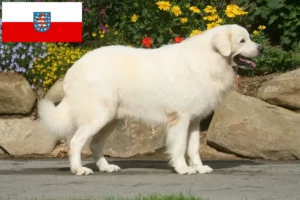 Read more about the article Hodowcy owczarków tatrzańskich i szczenięta w Turyngia