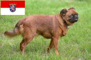Read more about the article Petit Brabançon hodowcy i szczenięta w Hesja
