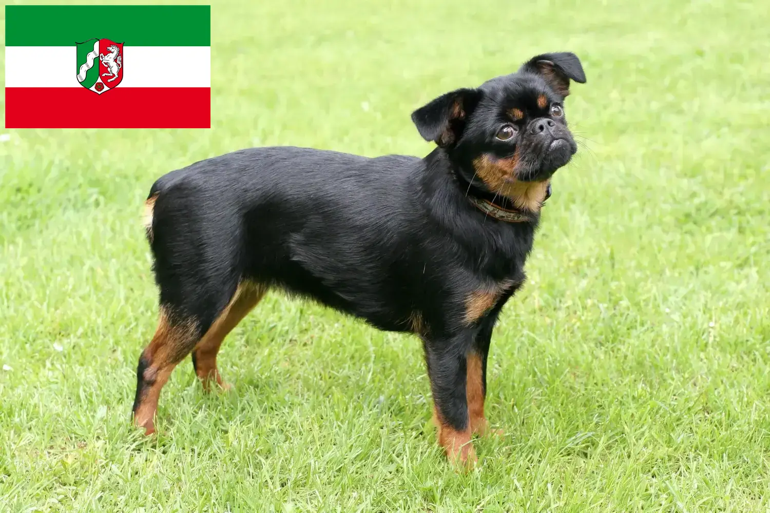 Read more about the article Petit Brabançon hodowcy i szczenięta w Nadrenia Północna-Westfalia