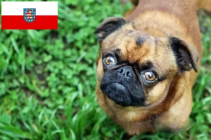 Read more about the article Petit Brabançon hodowcy i szczenięta w Turyngia