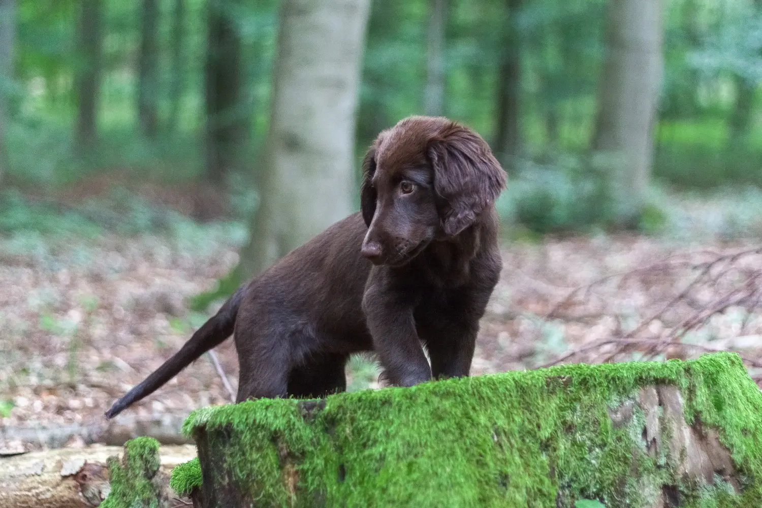 Zakup szczeniaka rasy Flat Coated Retriever oznacza wzięcie na siebie odpowiedzialności! Kup szczenięta rasy Flat Coated Retriever.