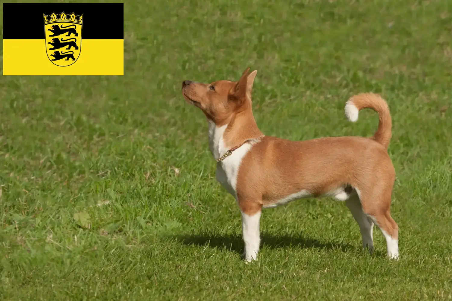 Podenco szczenięta i hodowcy Badenia-Wirtembergia Tutaj znajdą Państwo hodowców Podencos w Badenia-Wirtembergia.