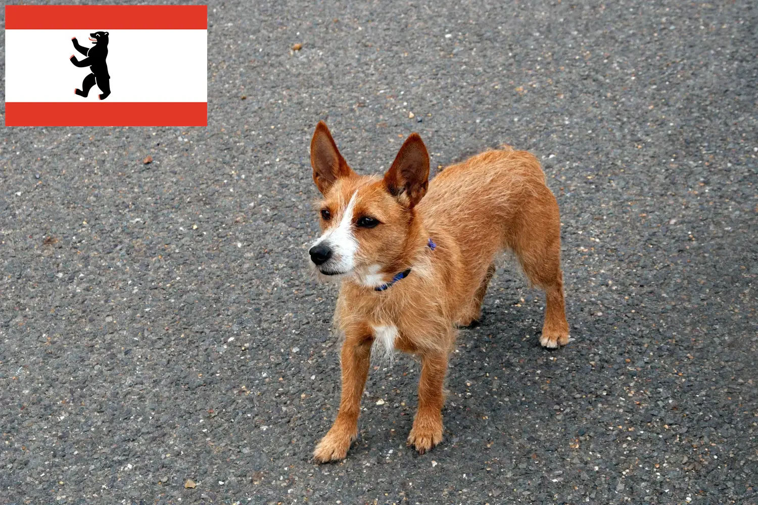 Podenco szczenięta i hodowcy Berlin Tutaj można znaleźć hodowców Podencos w Berlin.