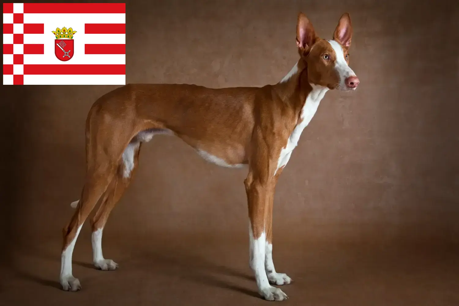 Podenco szczenięta i hodowcy Brema Tutaj znajdą Państwo hodowców Podencos w Brema.