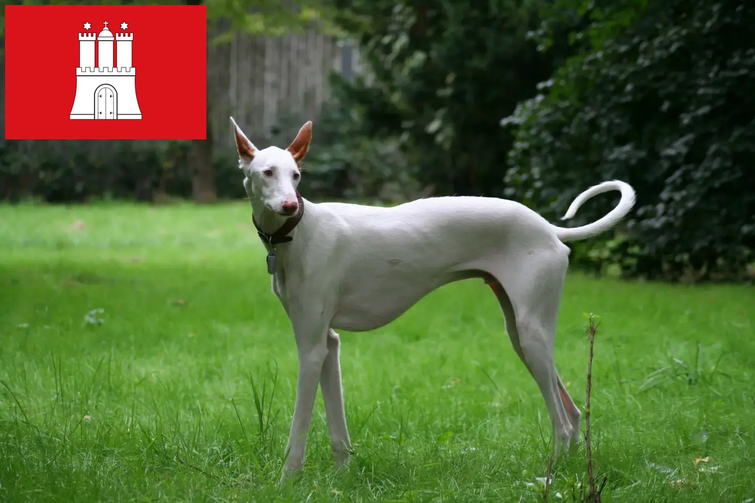 Podenco szczenięta i hodowcy Hamburg Tutaj znajdą Państwo hodowców Podencos w Hamburg.