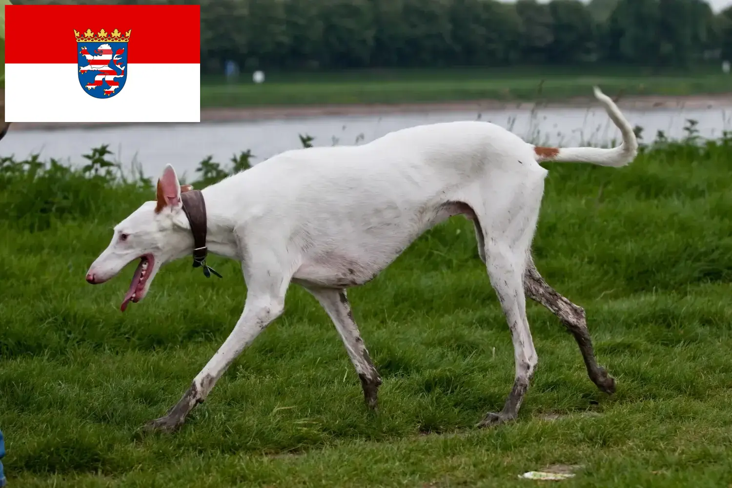 Podenco szczenięta i hodowcy Hesja Tutaj można znaleźć hodowców Podencos w Hesja.