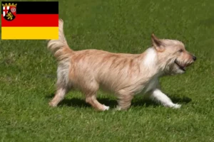 Read more about the article Podenco hodowcy i szczenięta w Nadrenia-Palatynat