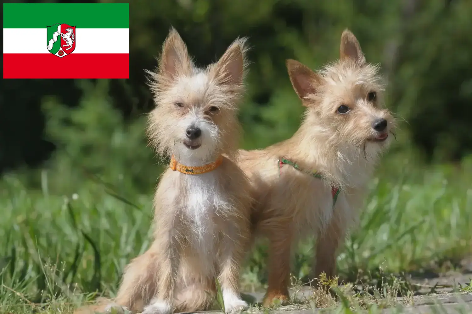 Podenco szczenięta i hodowcy Nadrenia Północna-Westfalia Tutaj można znaleźć hodowców Podencos w Nadrenia Północna-Westfalia.