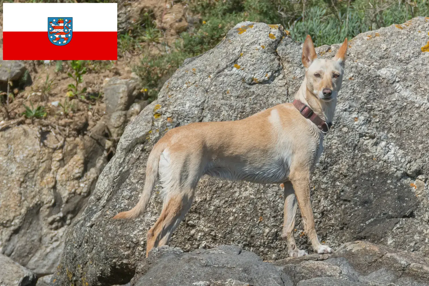 Podenco szczenięta i hodowcy Turyngia Tutaj można znaleźć hodowców Podencos w Turyngia.