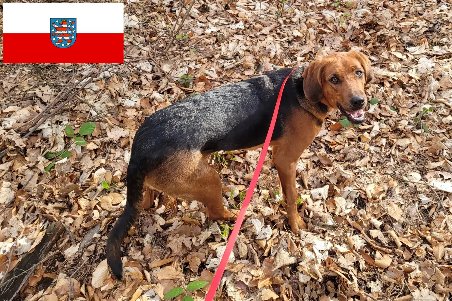 Szczenięta i hodowcy Polish Bracke Turyngia Tutaj znajdą Państwo polskich hodowców Bracken w Turyngia.