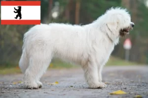 Read more about the article Owczarek południoworosyjski hodowca i szczenięta w Berlin