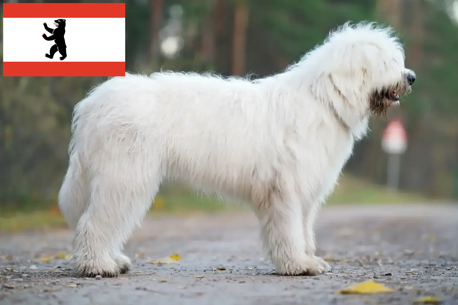 Owczarek południoworosyjski szczenięta i hodowca Berlin Znajdź hodowców Owczarki południoworosyjskie w Berlin tutaj.