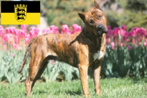 Read more about the article Presa Canario hodowcy i szczenięta w Badenia-Wirtembergia