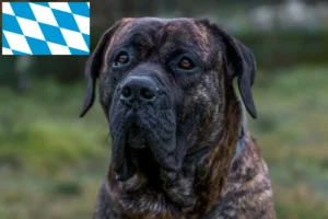 Read more about the article Hodowcy i szczenięta Presa canario w Bawaria