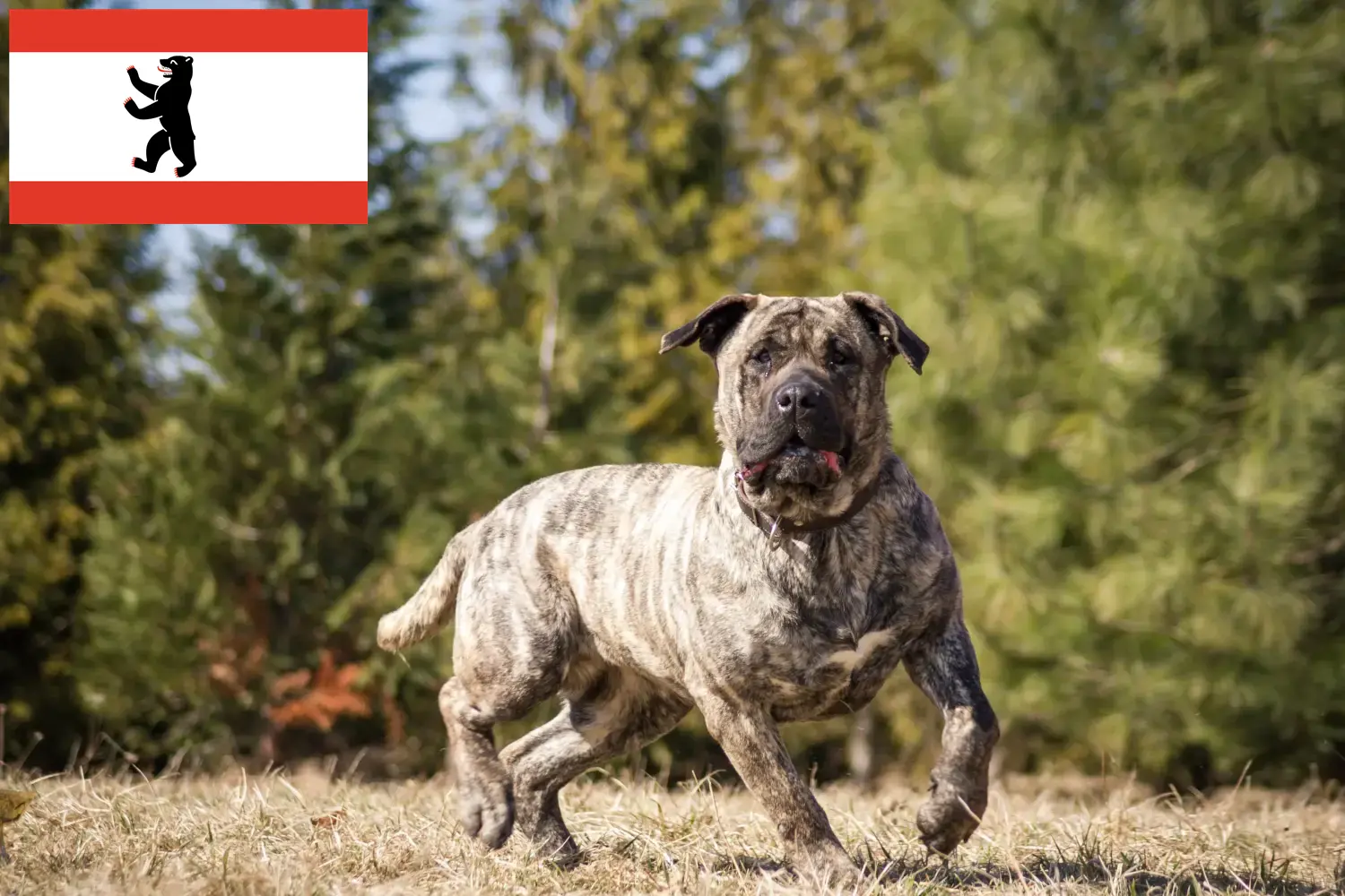 Presa Canario szczenięta i hodowcy Berlin Tutaj znajdą Państwo hodowców Presa Canarios w Berlin.