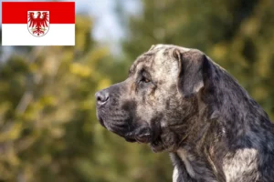 Read more about the article Presa Canario hodowcy i szczenięta w Brandenburgia