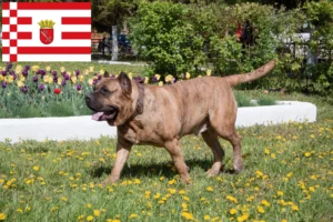 Read more about the article Presa Canario hodowcy i szczenięta w Brema