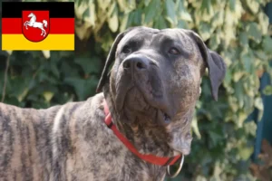 Read more about the article Presa Canario hodowcy i szczenięta w Dolna Saksonia