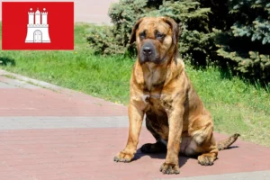 Read more about the article Presa Canario hodowcy i szczenięta w Hamburg