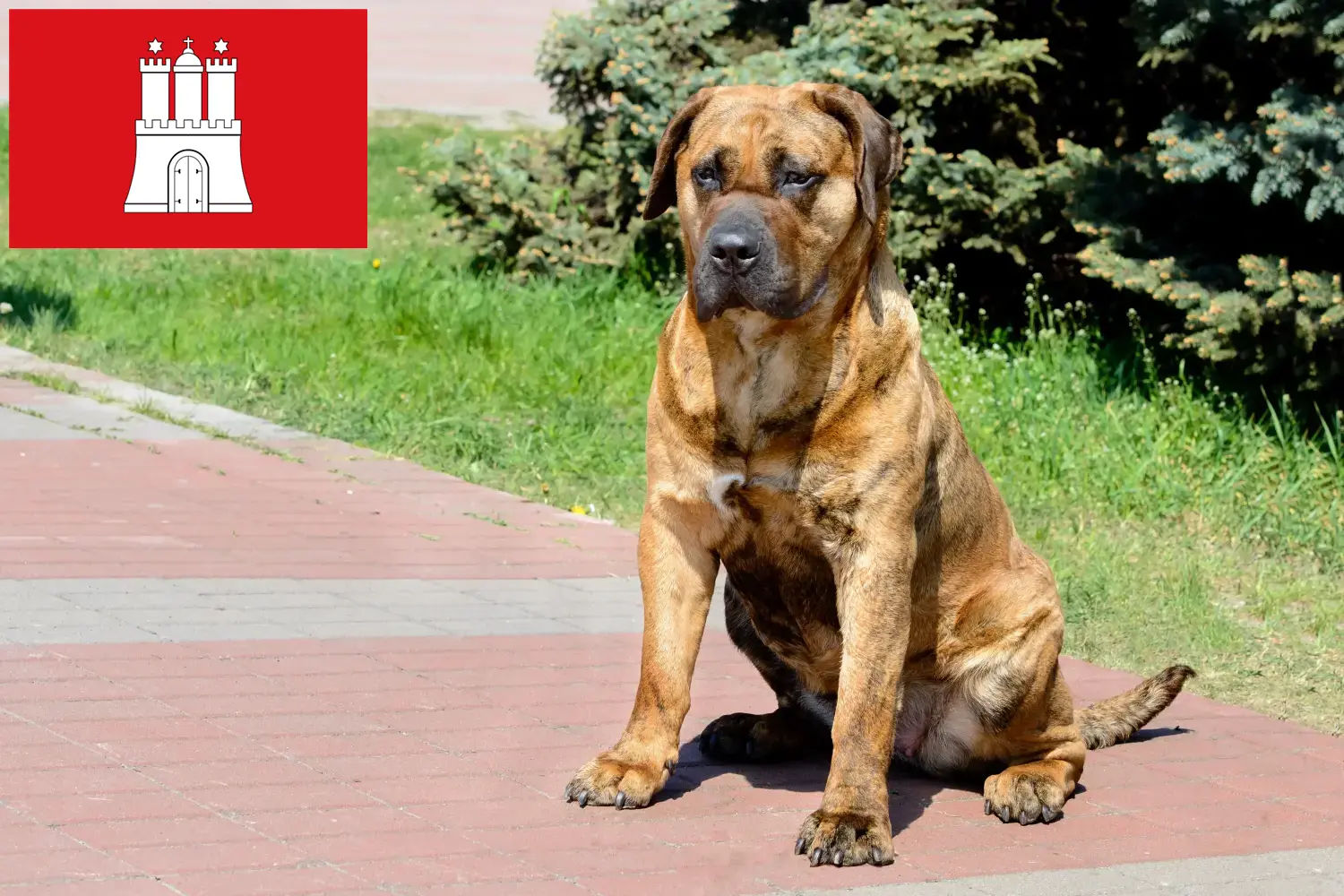 Presa Canario szczenięta i hodowcy Hamburg Tutaj znajdą Państwo hodowców Presa Canarios w Hamburg.