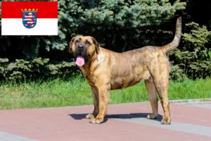 Read more about the article Presa Canario hodowcy i szczenięta w Hesja