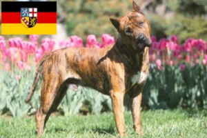 Read more about the article Presa Canario hodowcy i szczenięta w Kraj Saary